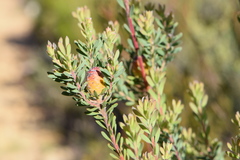 Leucadendron rourkei