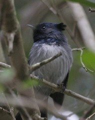 Trochocercus cyanomelas cyanomelas