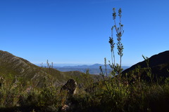 Leucadendron rourkei