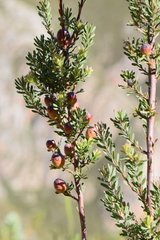 Leucadendron rourkei
