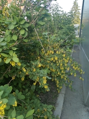Berberis