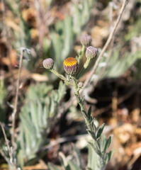 Erigeron petrophilus
