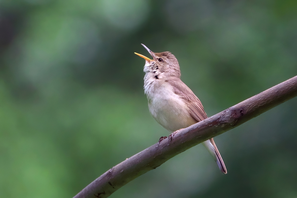 Foto de Blyth's Reed Warbler