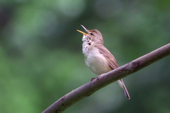 Blyth's Reed Warbler photo 2
