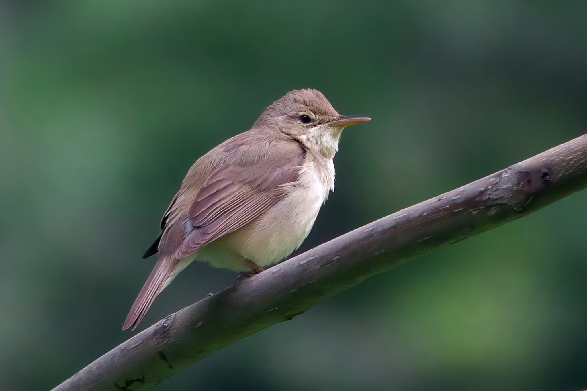 Blyth's Reed Warbler illustration