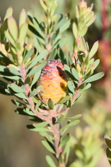 Leucadendron rourkei