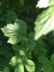 Geum urbanum