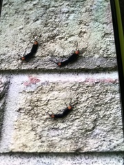 Plecia americana