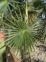 Coccothrinax