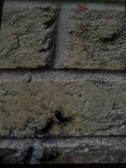 Plecia americana