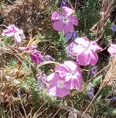 Linanthus californicus