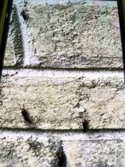 Plecia americana