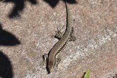 Podarcis muralis maculiventris