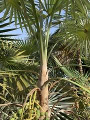 Coccothrinax