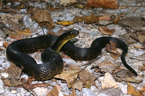 Mississippi Green Watersnake