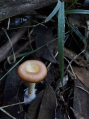 Singerocybe clitocyboides