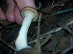Singerocybe clitocyboides