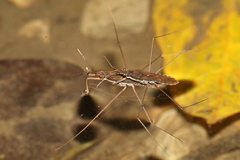 Gerris gracilicornis