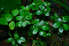 Peperomia rubrivenosa