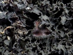 Lathagrium cristatum