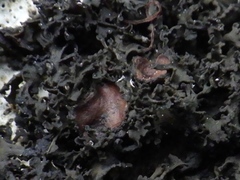 Lathagrium cristatum