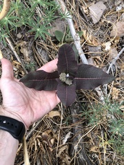Asclepias hypoleuca