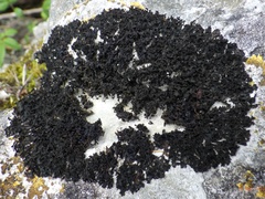 Lathagrium cristatum