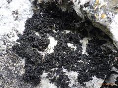 Lathagrium cristatum