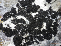 Lathagrium cristatum