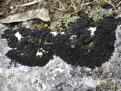 Lathagrium cristatum