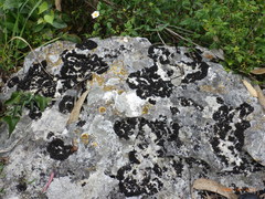 Lathagrium cristatum