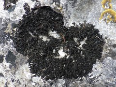 Lathagrium cristatum