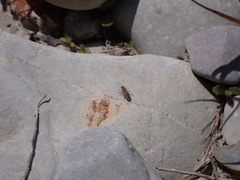 Nysius graminicola