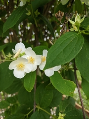 Philadelphus coronarius
