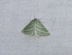 Synchlora bistriaria