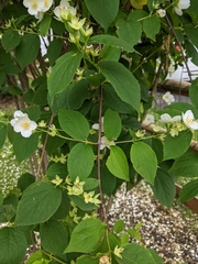 Philadelphus coronarius