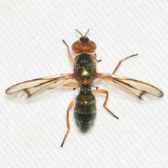 Senopterina caerulescens