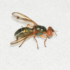 Senopterina caerulescens