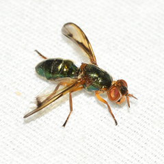 Senopterina caerulescens