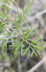 Ostericum tenuifolium