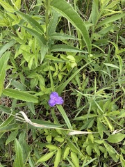 Tradescantia bracteata