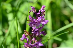 Orchis mascula