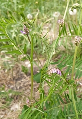 Vicia tenuifolia