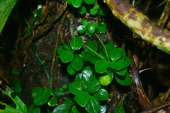 Peperomia rubrivenosa