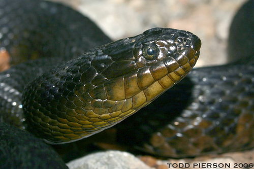 Mississippi Green Watersnake