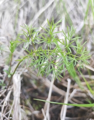 Ostericum tenuifolium