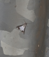 Melipotis acontioides