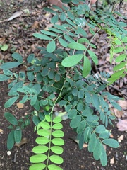 Senna angustisiliqua