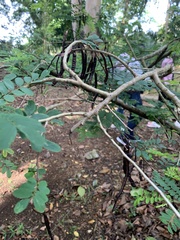 Senna angustisiliqua