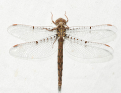 Neurocordulia molesta